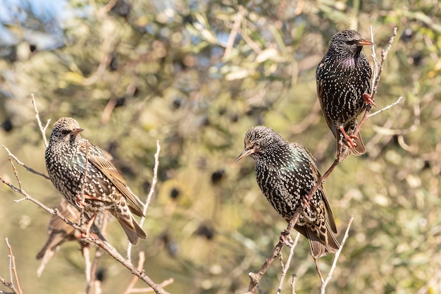 Common starling Sturnus vulgaris Malaga Spain