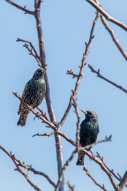 Common starlings on a branch, sturnus vulgaris