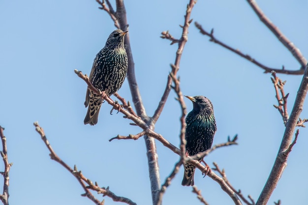 Common Starlings on a branch, Sturnus vulgaris