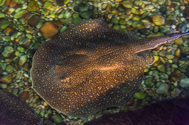 Photo common stingray in freshwater river