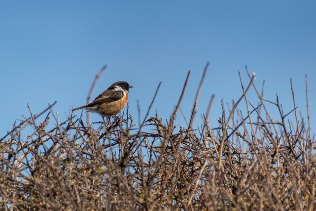 Common Stonechat (Saxicola rubicola) perched in a hedge at Hope Gap near Seaford