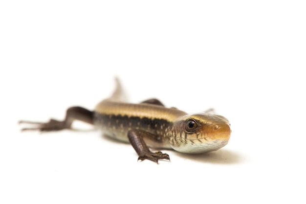 common sun skink lizard isolated on white