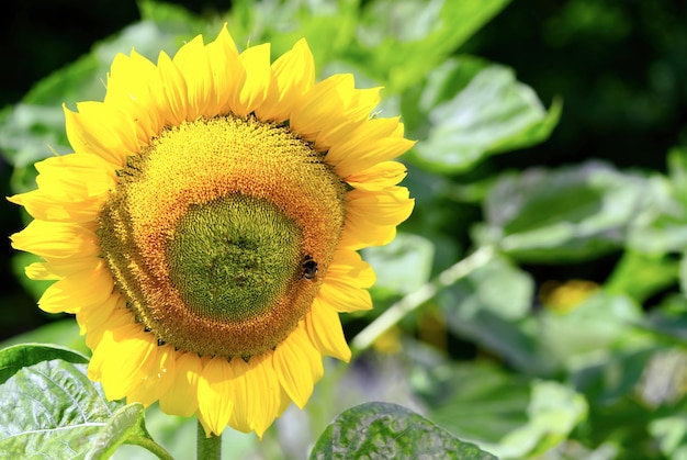 Common sunflower in botanic garden