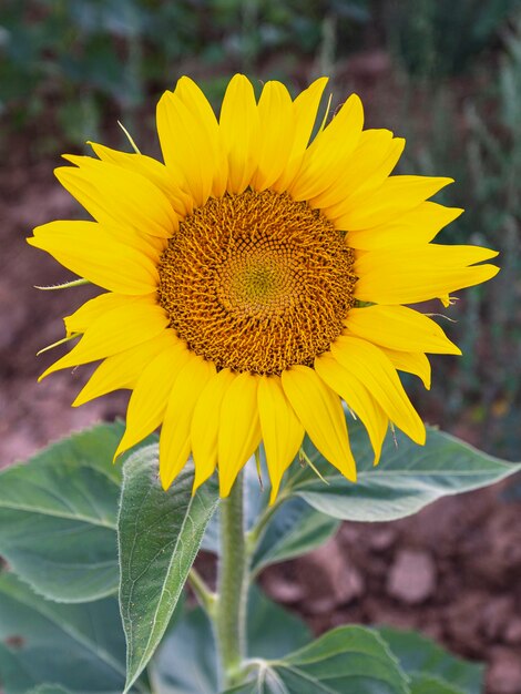 일반적인 해바라기 Helianthus annuus 말라가 스페인