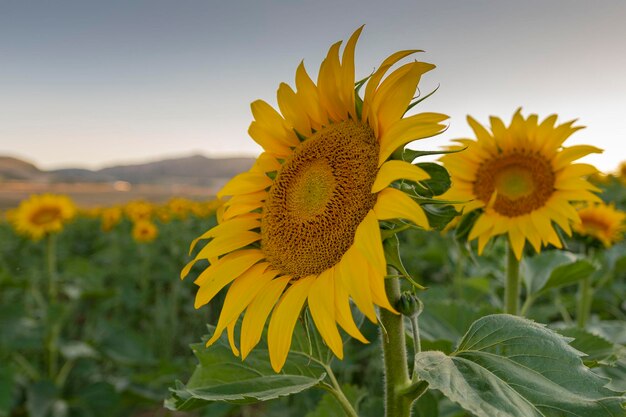 Common sunflower Helianthus annuus Malaga Spain