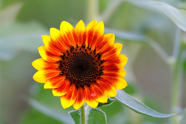 Подсолнечник обыкновенный Helianthus annuus