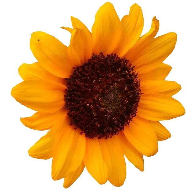 Common sunflower Plant white background