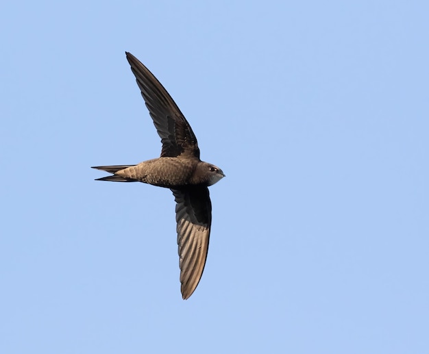 Common swift Apus apus A bird flies against a blue sky