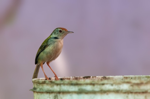 一般的なサイホウチョウはバケツに座っています