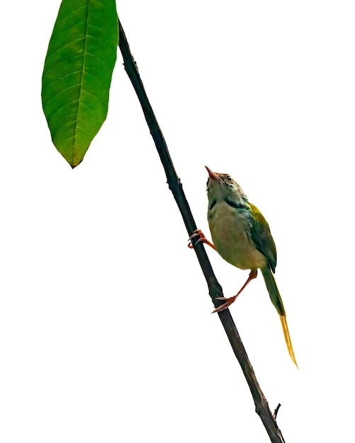 Common tailorbird is sitting on a tree perch