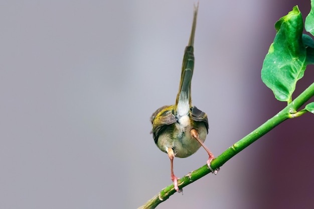 Common tailorbird is sitting on a tree perch