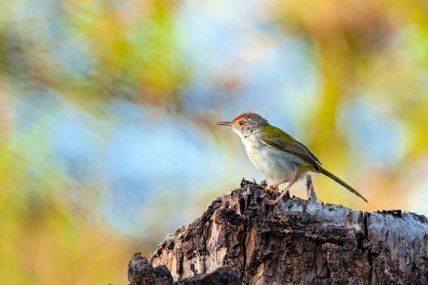 一般的なテーラーバード (Orthotomus sutorius) は、熱帯アジア全体で見られる鳴き鳥です。