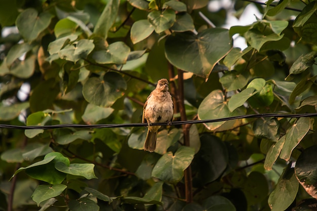 나무에 일반적인 Tailorbird