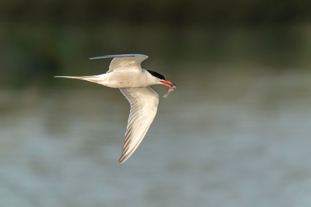 Common Tern caught a small fish. Gelderland in the Netherlands.