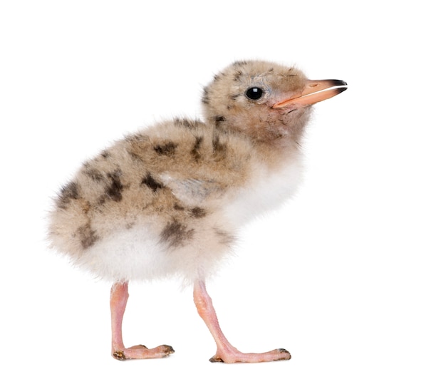 Common Tern chick - Sterna hirundo on white isolated