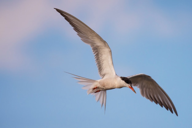 Common tern in flight (sterna hirundo).