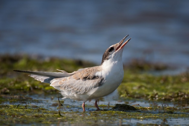 Common tern in natural habitat (sterna hirundo).