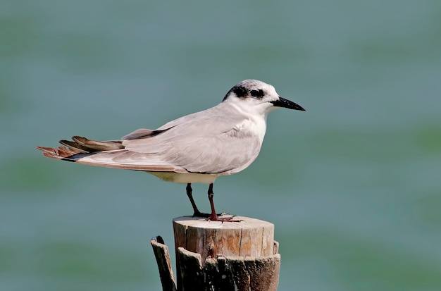 共通のTern Sterna hirundoタイの美しい鳥