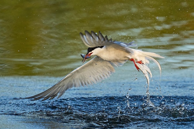 Common tern Sterna hirundo