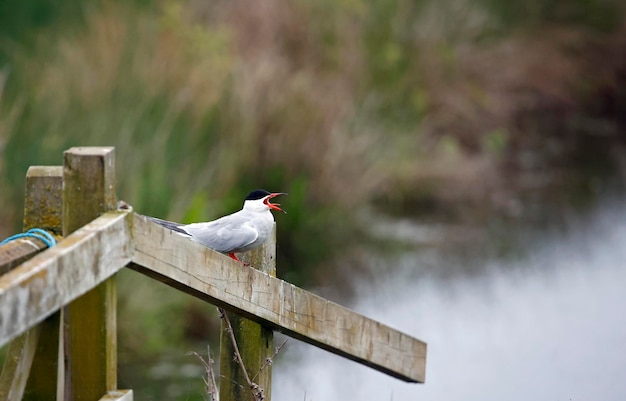 Photo common tern with a fish to feed its chick