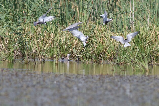 Common tern!