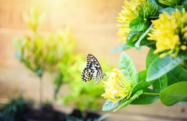 Photo common tiger butterfly on yellow flower ixora with sunlight background insect butterfly flower concept