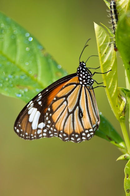 Common Tiger Butterfly