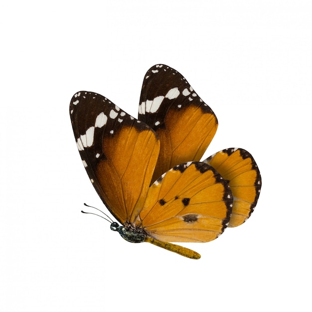 Common tiger butterfly