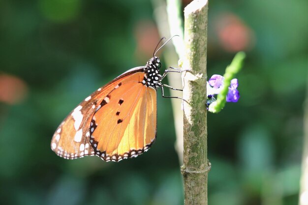 Common tiger or indian monarch or orange tiger butterfly resting on the branch in the garden