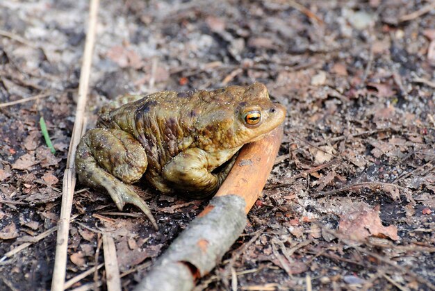 A common toad Bufo bufo sits on a path Near a forest lake Moscow region Russia