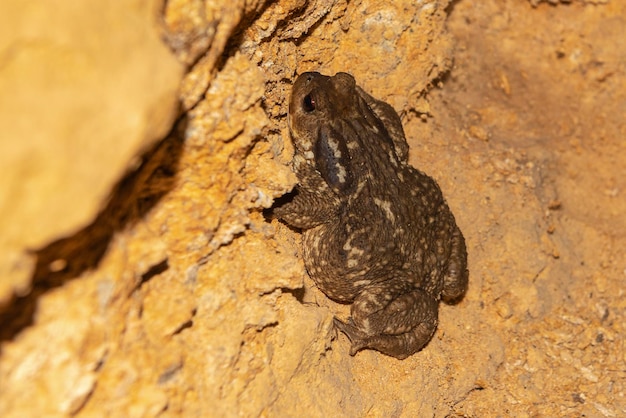 일반적인 두꺼비, 유럽 두꺼비 (Bufo bufo) 말라가, 스페인