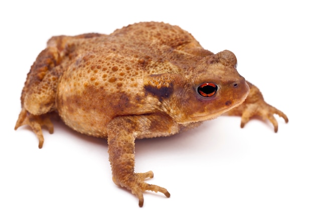 Common toad or European toad - Bufo bufo