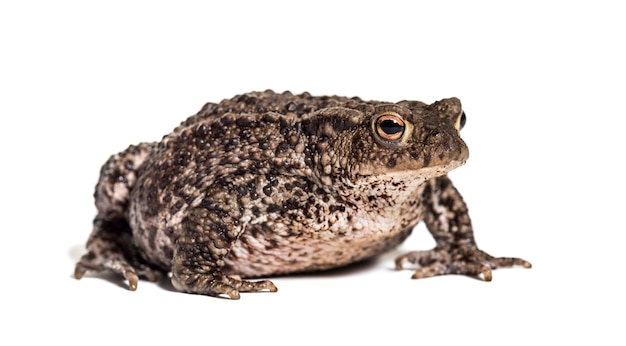 Common toad, European toad, or simply the toad, Bufo bufo, in front of white