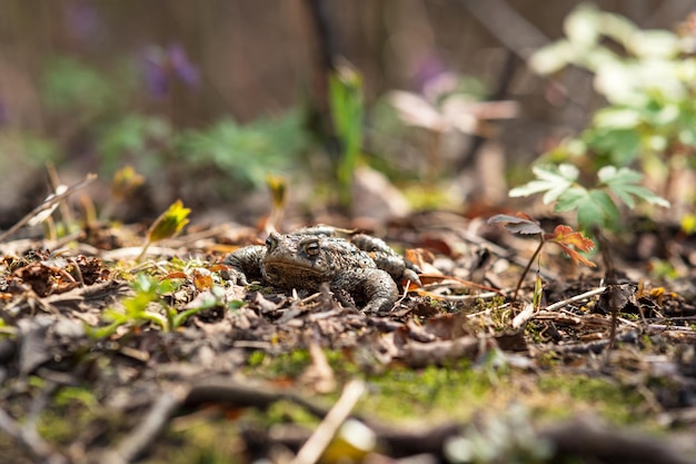 Common toad hides among dry foliage