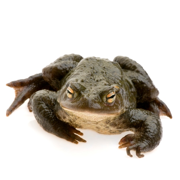 Common toad isolated on white