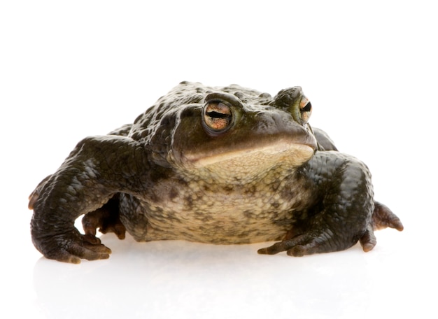 Common toad isolated on white