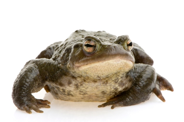 Common toad isolated on white