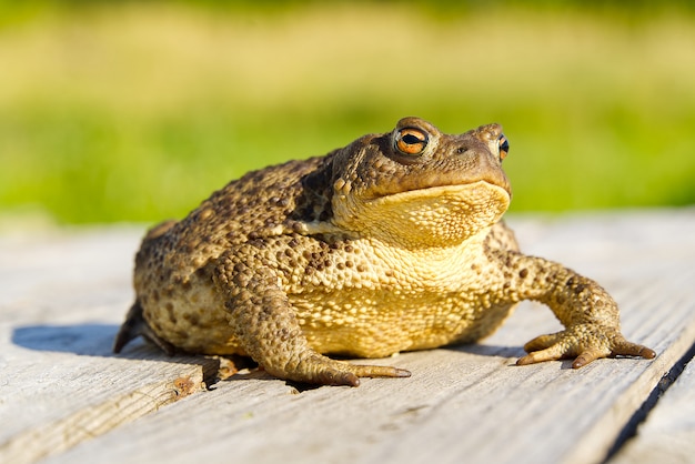 Common Toad sitting on old wooden table.