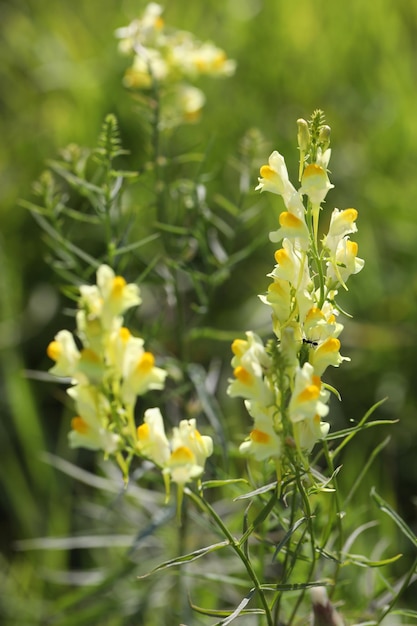 Photo common toadflax yellow flowers in the grass in garden