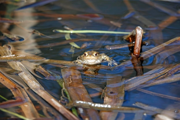 Common toads gathering to mate at their breeding pond