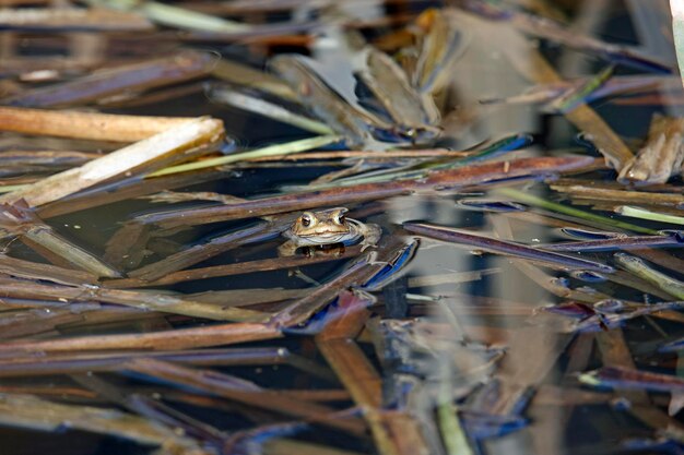 Common toads gathering to mate at their breeding pond