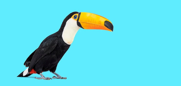 Common Toucan toco standing against blue background