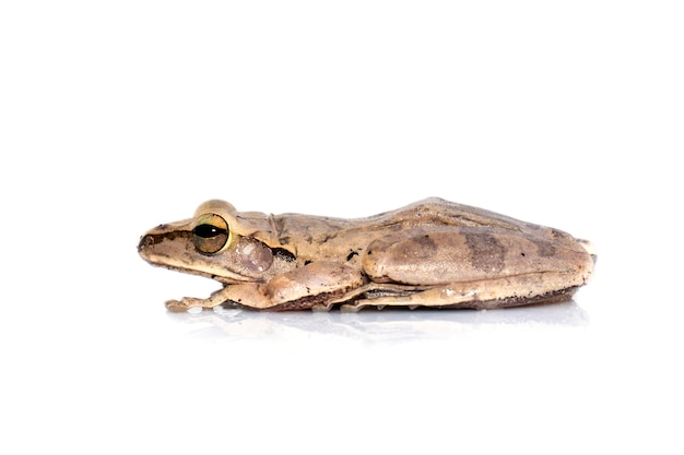 Common tree frog, four-lined tree frog, golden tree frog, (Polypedates leucomystax). Animal. Amphibians.