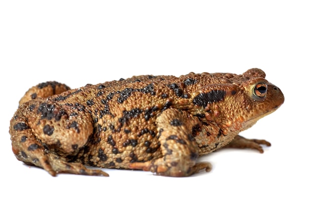 Common true toad or frog with brown body and black dot markings on dry rough skin isolated on a white background with copyspace Amphibian from the bufonidae species ready to hop around and croak