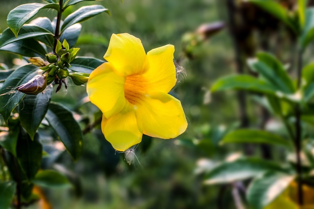 一般的なトランペットまたはアラマンダカタルティカは、コピースペースのある植物園の中に満開の黄色い花を咲かせました