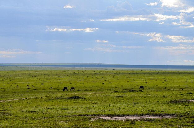 Common tsessebe topi looking eat grass in the savannah in Masai Mara National Park Kenya Africa