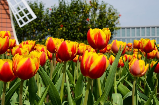 Common Tulipa Liliaceae Tulip