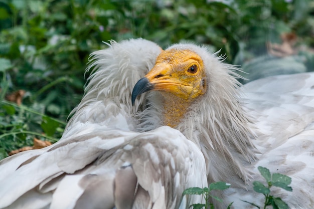 Common vulture Neophron percnopterus