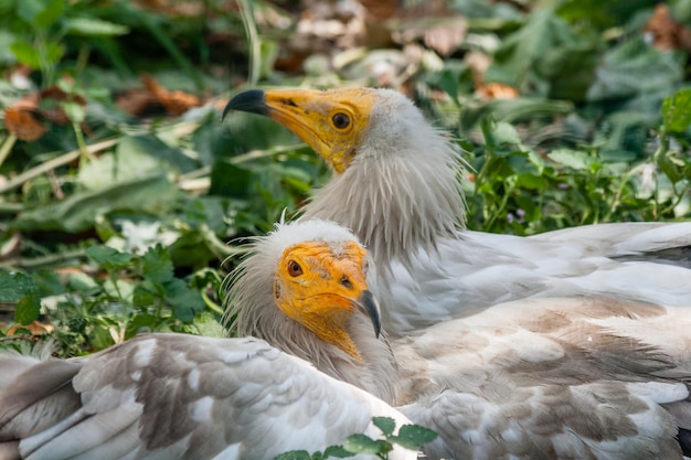 Common vulture Neophron percnopterus