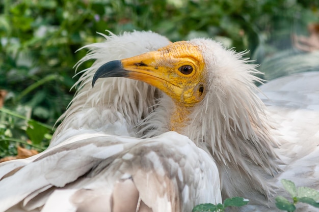 Common vulture Neophron percnopterus
